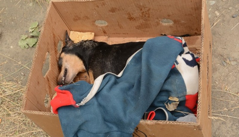 Uno de los perros envenenados en la zona céntrica de Río Gallegos. 