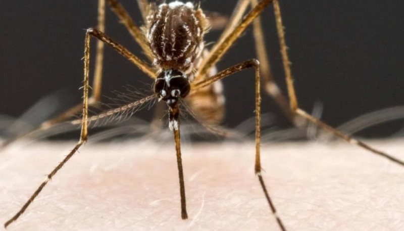 El mosquito que transmite el dengue. 