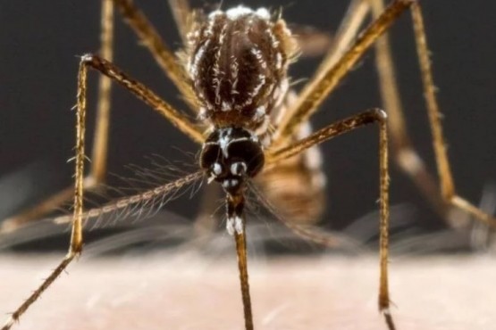 Alerta dengue: suba de casos a nivel regional