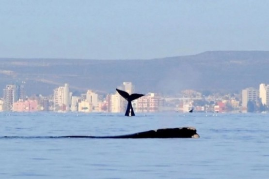 El clima para Puerto Madryn. 