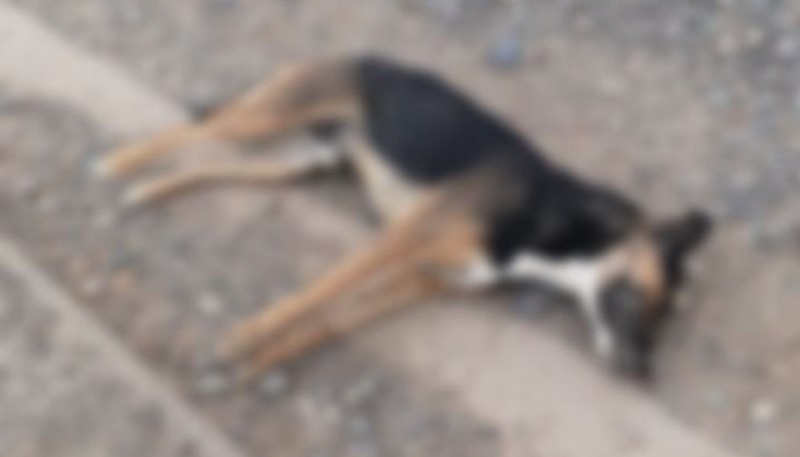 Vecinos denuncian casos de perros envenenados 