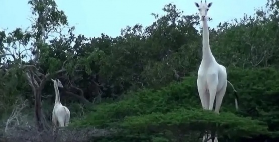 Cazadores mataron a dos de las últimas jirafas blancas