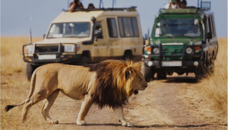 Observación de leones en Kenia, realizada sobre vehículos.