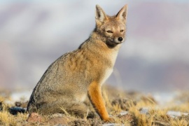 La naturaleza nos puso en cuarentena