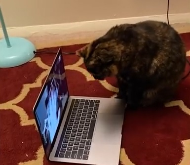 La tierna reacción de un gato en medio de una videollamada con su dueña