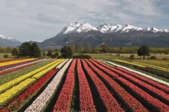 Tulipanes en Trevelin. 