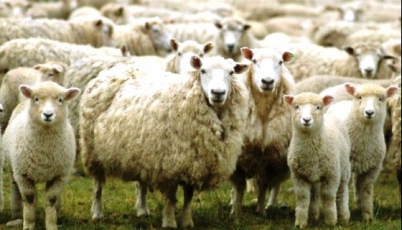 El derrumbe del precio de la lana, otro dolor de cabeza para el campo. (Archivo). 
