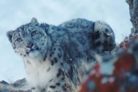 Captan a un leopardo de las nieves debido a la ausencia humana