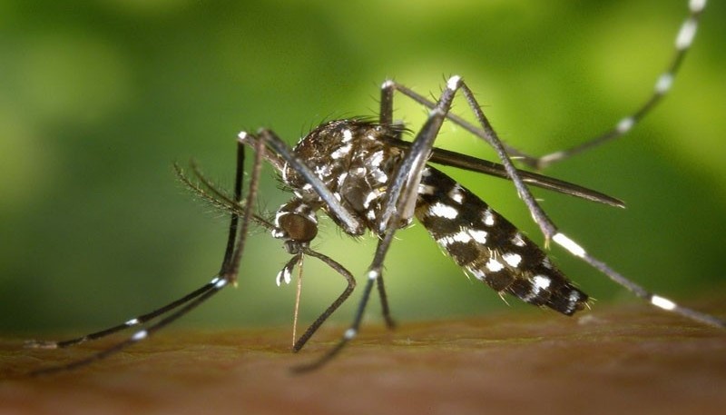El dengue también está presente en la sociedad La sintomatología que presentan los enfermos incluye fiebre acompañada de dolor detrás de los ojos, dolor de cabeza, muscular y de articulaciones; náuseas y vómitos, cansancio intenso, manchas en la piel, picazón y/o sangrado de nariz y encías.  Además de la pandemia de COVID-19 que hoy azota a la humanidad, el dengue una enfermedad transmitida por el mosquito Aedes aegypti, también pone en jaque al sistema de sanitario argentino