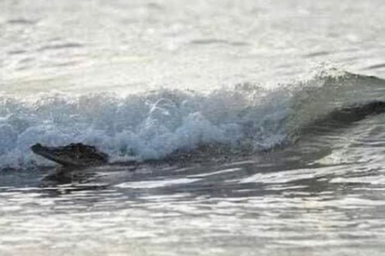 Detectan cocodrilos en las playas debido a la ausencia de turistas