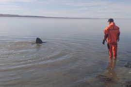 Una tonina quedó varada en la Ría