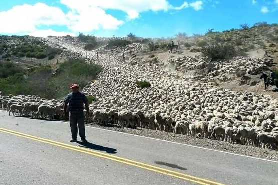 “En un año normal salen del circuito entre 100 y 150 mil ovejas al frigorífico”