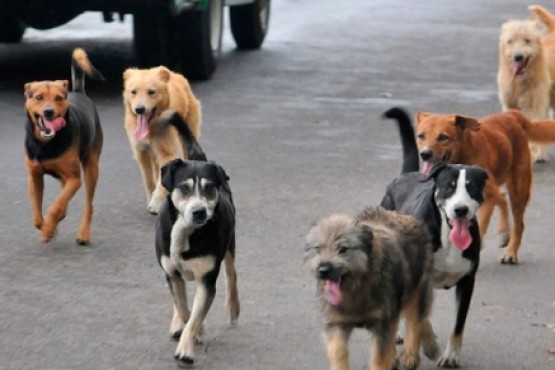 Perros en el centro de la ciudad. 