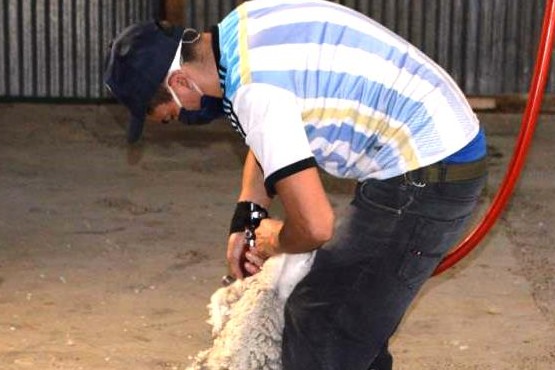 Prevención en la esquila. 