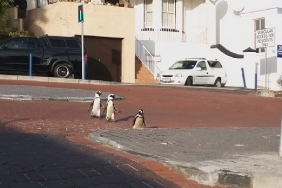Pingüinos en las calles. 