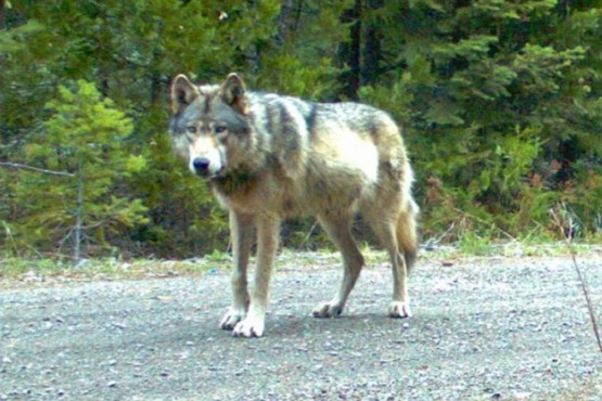 Lobo gris.