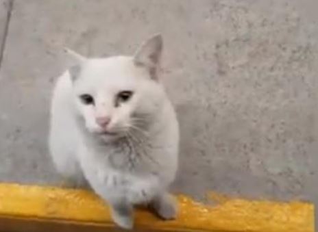 Gato acompaña a las personas al supermercado y les señala qué quiere para comer