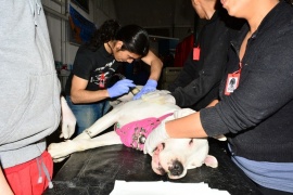 Proteccionistas pedirán reanudación de las castraciones y Grasso culpó a los veterinarios