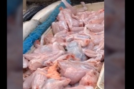 Un pollo “muerto” despertó en la carnicería y quiso escaparse