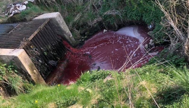 Las impactantes imágenes de un “río de sangre” a pocos metros de un matadero