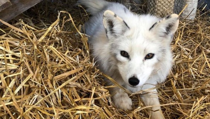 Pensaron que habían encontrado un perro en su patio pero era un animal salvaje