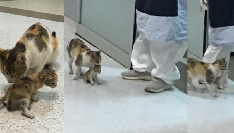 Una gata callejera llevó a su cría hasta la guardia de un hospital y logró que la ayuden