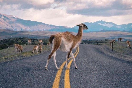 Gobierno recomienda tener precaución por presencia de animales silvestres