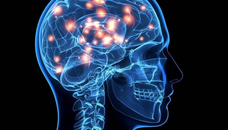 Científicos lograron ver cómo el cerebro guarda memorias mientras dormimos