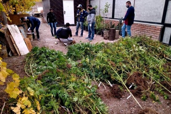 Las plantas fueron encontradas por la policía en el allanamiento. 