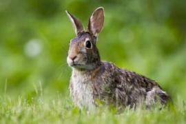 Polémica en Ushuaia por la erradicación de conejos con un gas venenoso