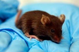 Descubren una rara hepatitis que se transmite de ratones a humanos