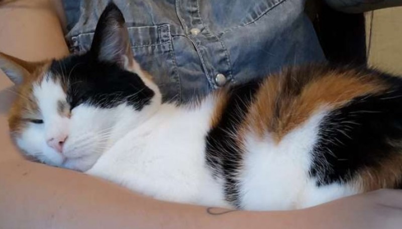 Una pareja creó un “falso regazo” para que su gato los deje trabajar