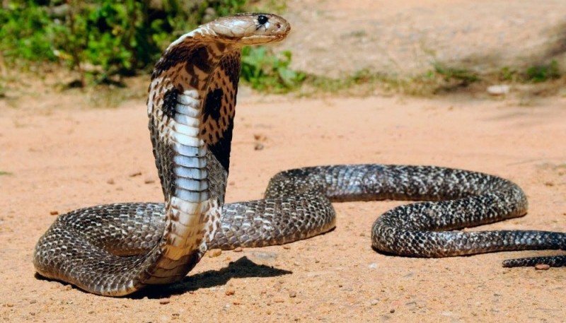 Asesinó a su esposa con una cobra venenosa mientras dormía