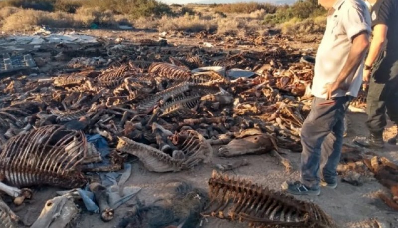 Encontraron los restos de 40 caballos descuartizados en un descampado