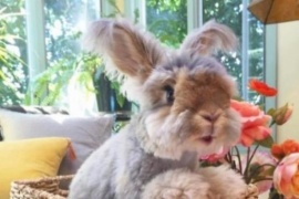 El curioso conejo adoptado con unas orejas que son sensación en las redes