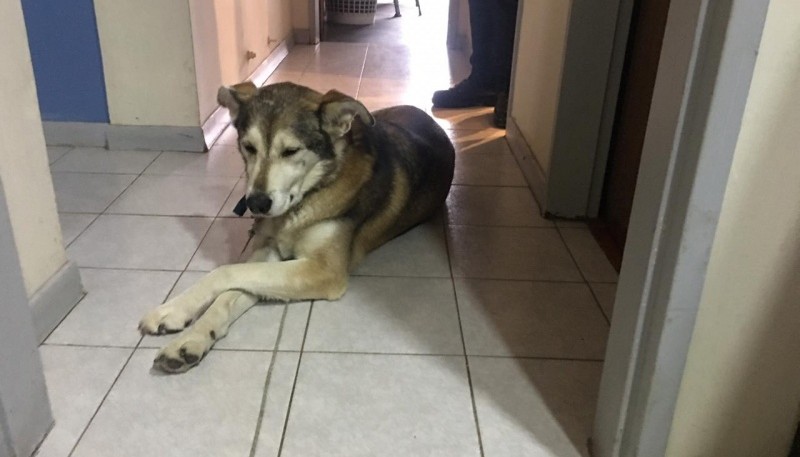 Por qué hoy se celebra el Día Nacional del Perro