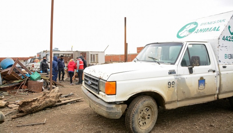 Vecino tenía 17 perros y tuvo que intervenir el municipio