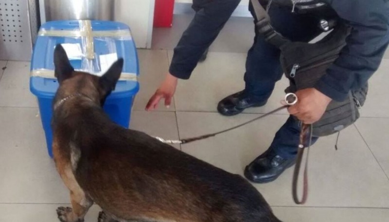 La enorme sorpresa que se llevó la policía al abrir una caja señalada por un perro antidrogas