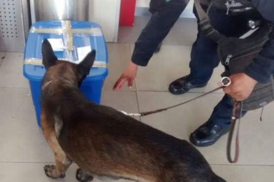 La enorme sorpresa que se llevó la policía al abrir una caja señalada por un perro antidrogas