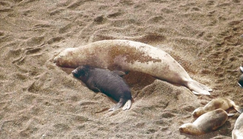 Lobos marinos fotografiados. 