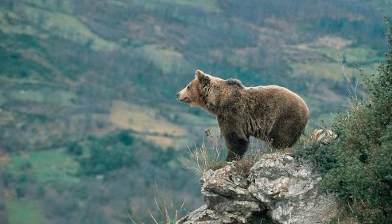 Tras el asesinato de un oso, una ONG ofrece 10 mil euros al que brinde información del brutal hecho