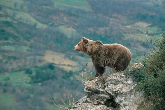 Tras el asesinato de un oso, una ONG ofrece 10 mil euros al que brinde información del brutal hecho