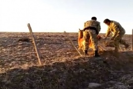 La División de Operaciones Rurales rescató a un guanaco