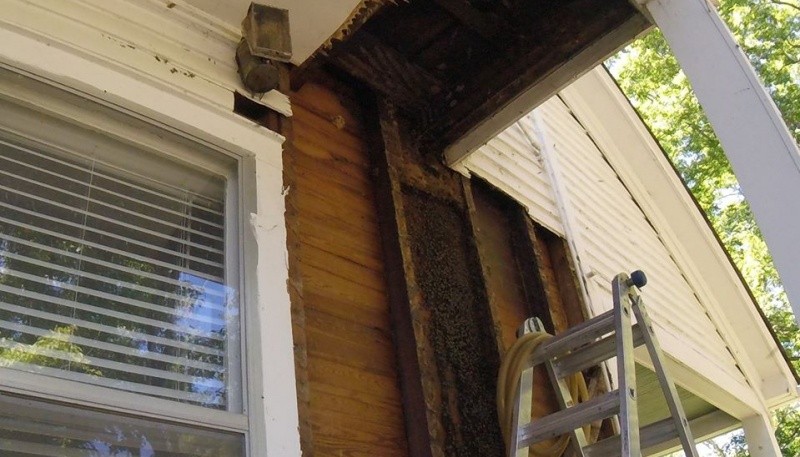 Descubrieron una enorme colmena con abejas vivas en el interior de su casa escondida durante 50 años