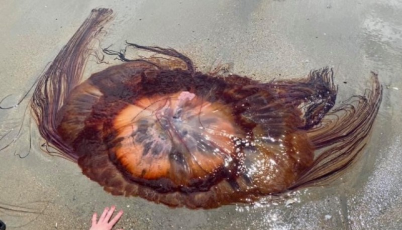 Aparecieron gigantescas medusas “melena de león” y hay preocupación