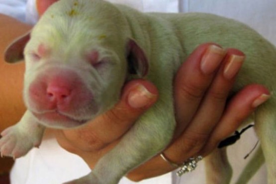 Nació un perro verde en Misiones y según especialistas tiene un motivo lógico