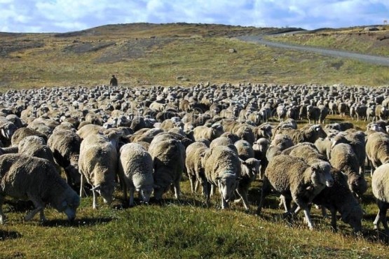 Los esquiladores cumplirán con la cuarentena de 14 días. 