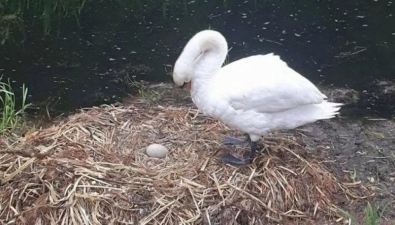 Cisne murió de tristeza porque le rompieron sus huevos a ladrillazos