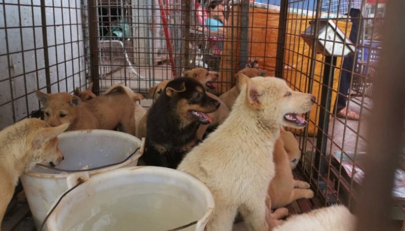 Inauguraron feria de carne de perro en medio de la pandemia