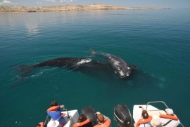 Chubut quiere volver al avistaje de ballenas